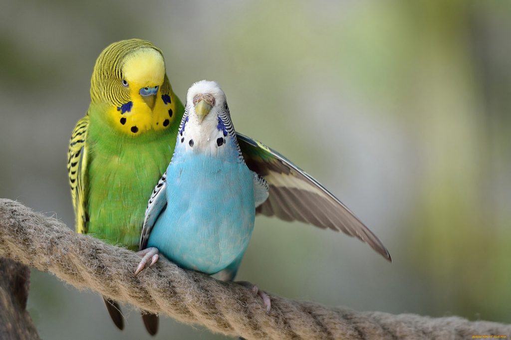 Domestic Parrots