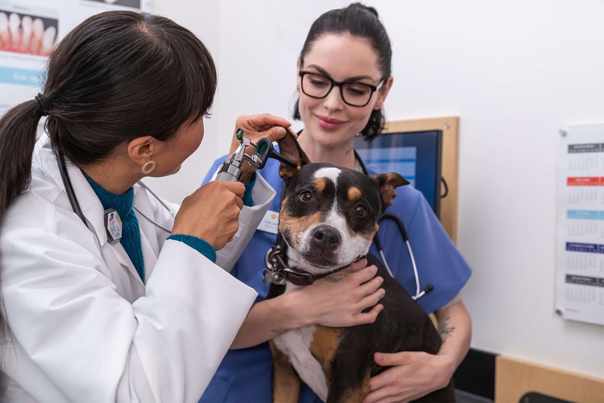 Health Care for Pets