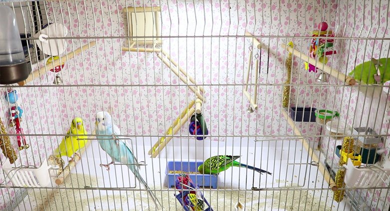 Domestic Parrots