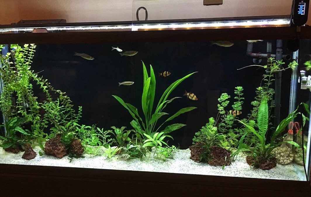 Fishes in the Aquarium