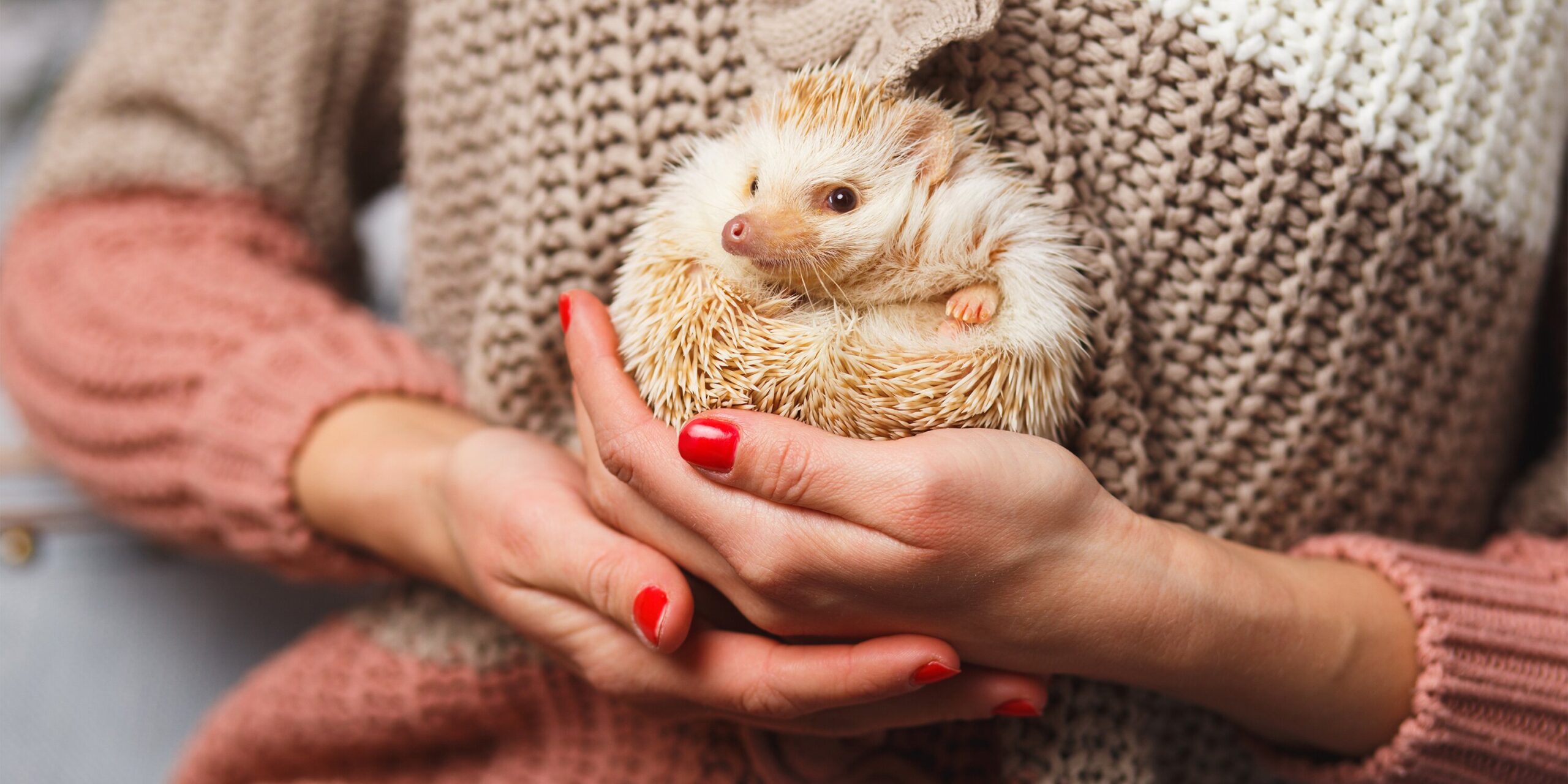 Hedgehog in the arms of a child