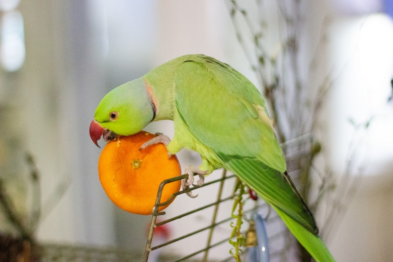 Parrot Daily Nutrition