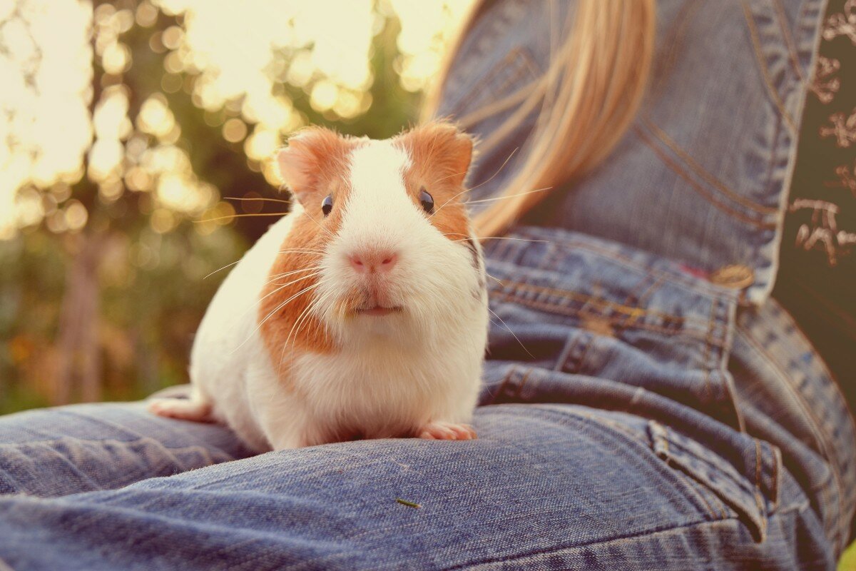 Guinea Pig on the Legs of a Child